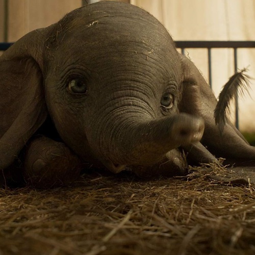 Dumbo