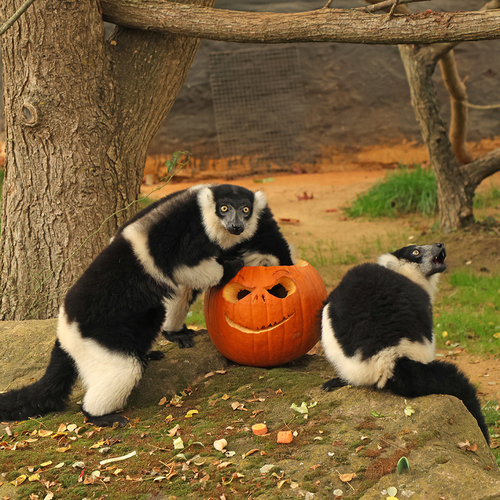 Bu-bu-bu zoo aneb zoostrašení