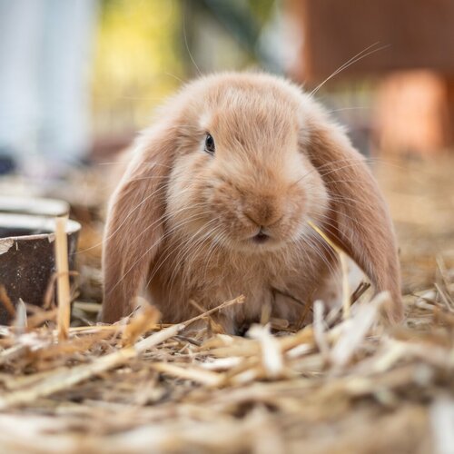 Jarní farmaparková výzva a Ahoj Jaro