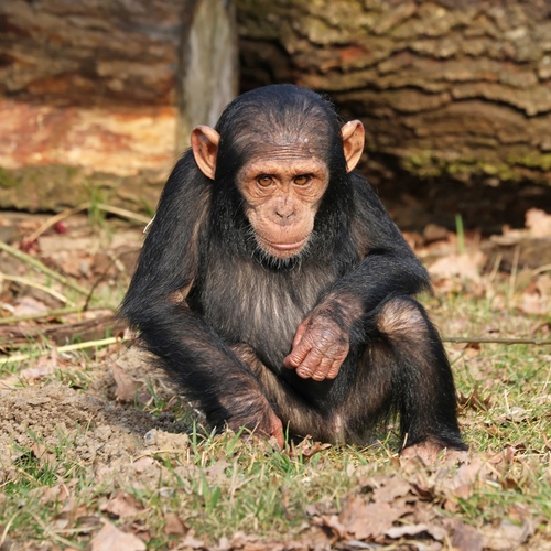 Den dětí a zvířecích mláďat