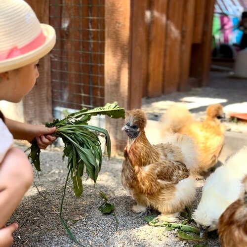 Léto ve Farmaparku u Toma