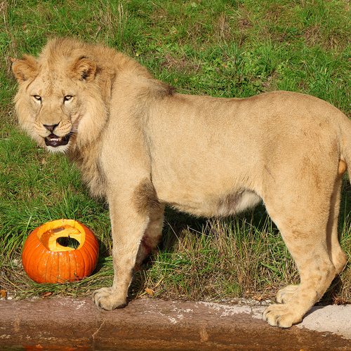 Bu–bu–bu zoo aneb zoostrašení