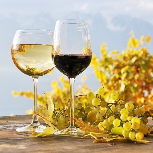 Degustace vinařství Petra Marady