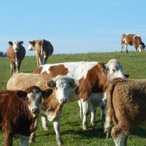 Podzimní víkend na farmě