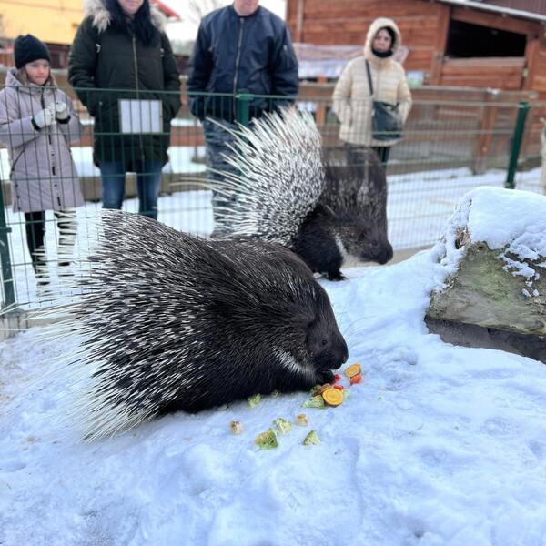 Štědrodenní krmení zvířátek