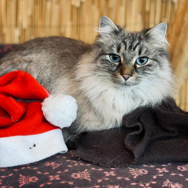 Užijte si klidný začátek roku mezi zvířátky